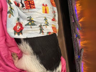 Potbelly Pig - Black & Pink, Female