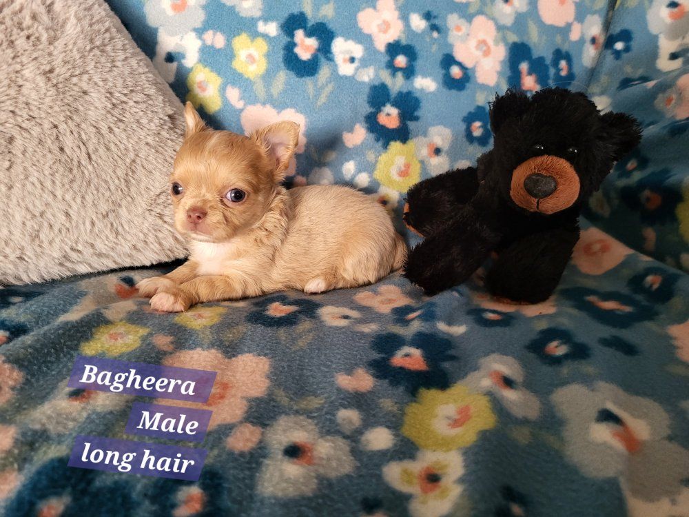 Akc Chihuahua Puppy