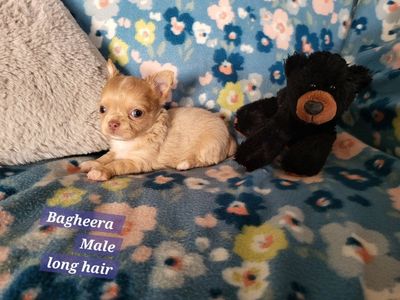 Akc Chihuahua Puppy