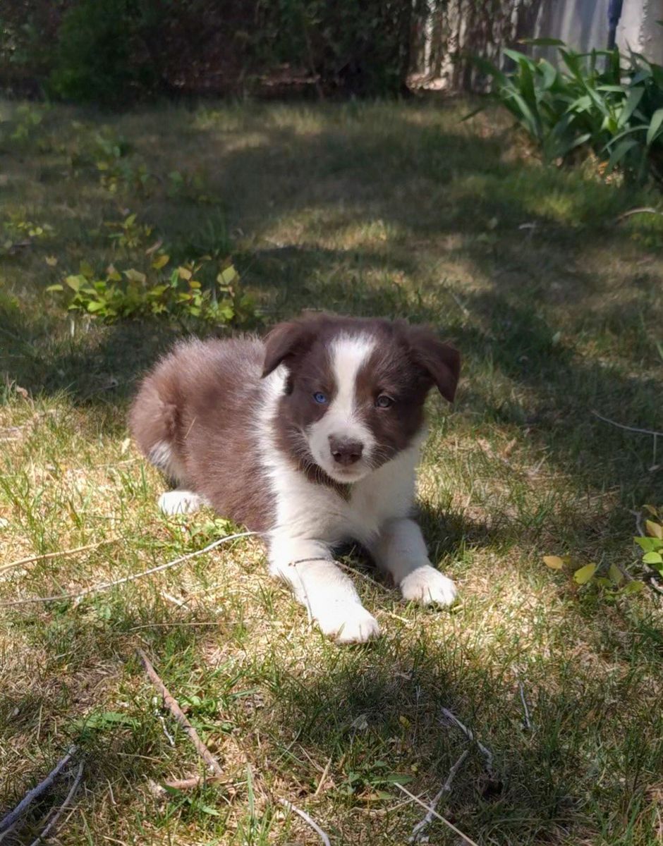 ABCA Border Collie Puppies