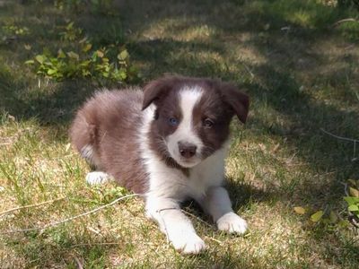 ABCA Border Collie Puppies
