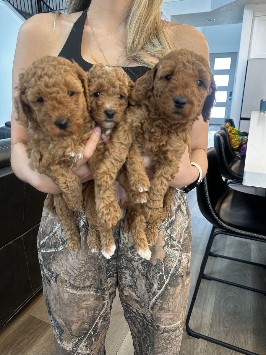 Mini Golden Doodle