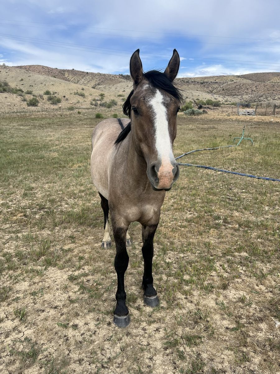 Nice 2-year-old half Gypsy Vanner