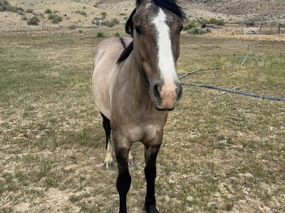 Nice 2-year-old half Gypsy Vanner