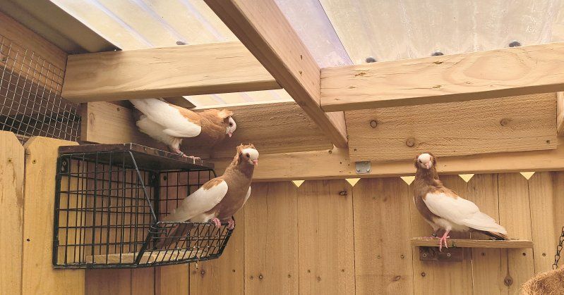 Komornor Pigeon