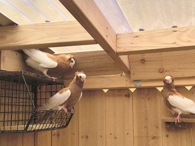 Komornor Pigeon