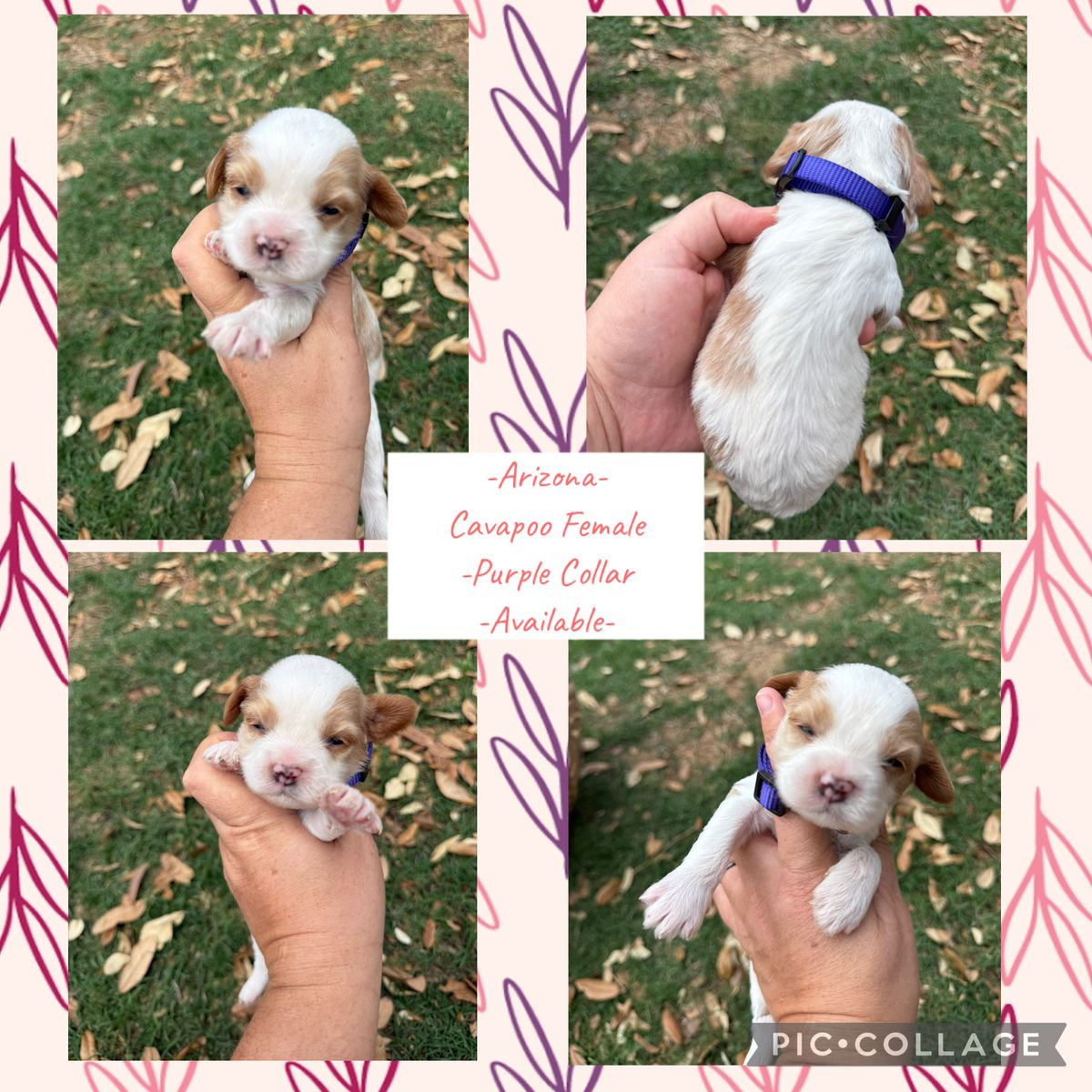 F1 Cavapoo Female & Male Puppies