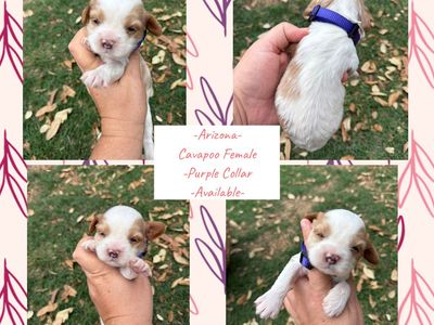 F1 Cavapoo Female & Male Puppies