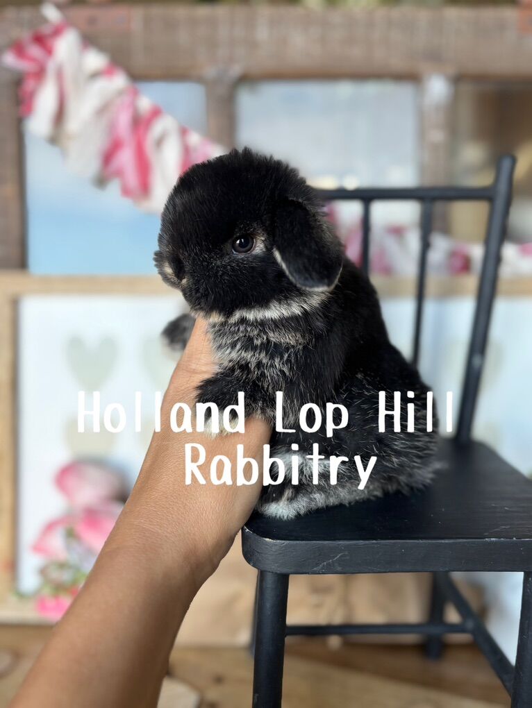 Teeny Baby Holland Lop Bunny