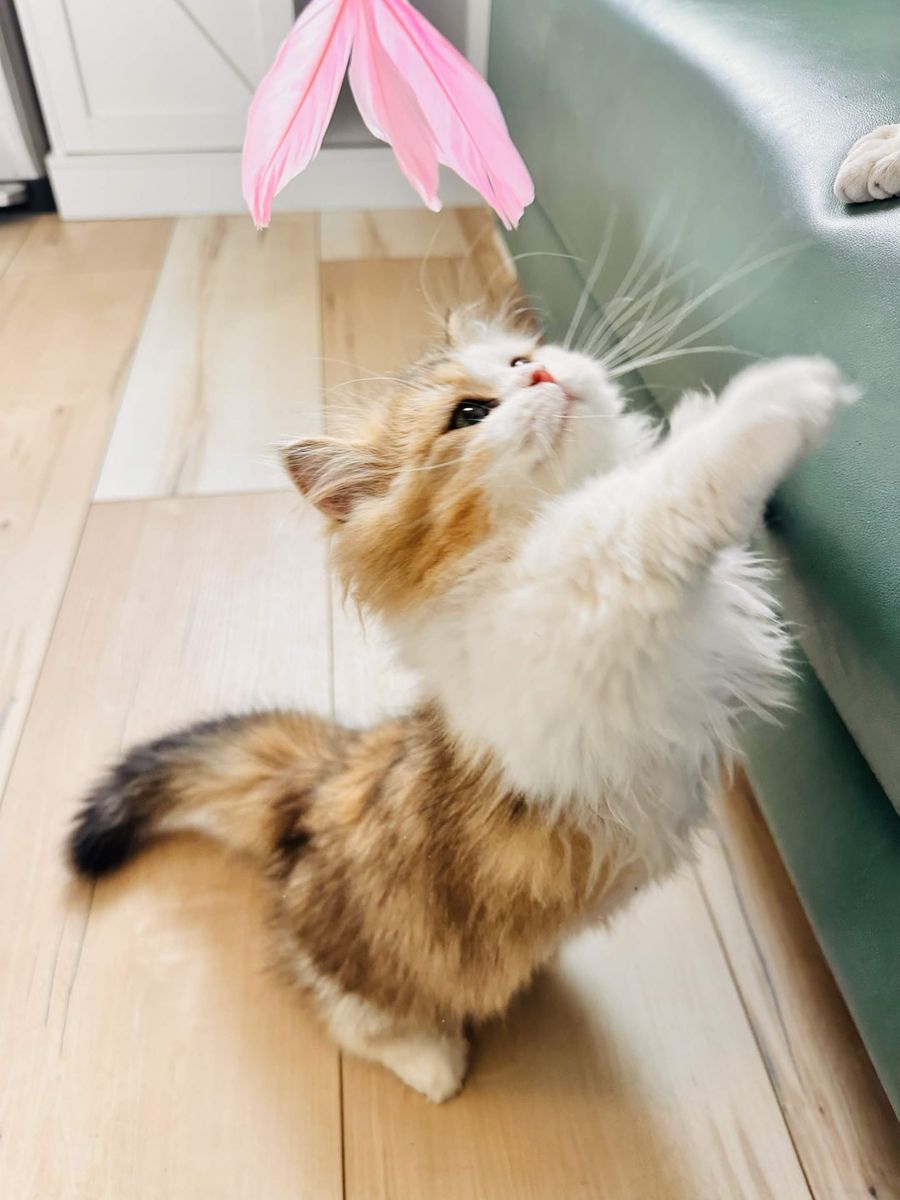 Ready Now! Munchkin Kitten – Short Legs, Super Cute, Healthy & Playful