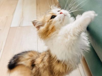 Ready Now! Munchkin Kitten – Short Legs, Super Cute, Healthy & Playful