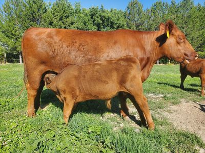 Red Angus, cow/calf pair