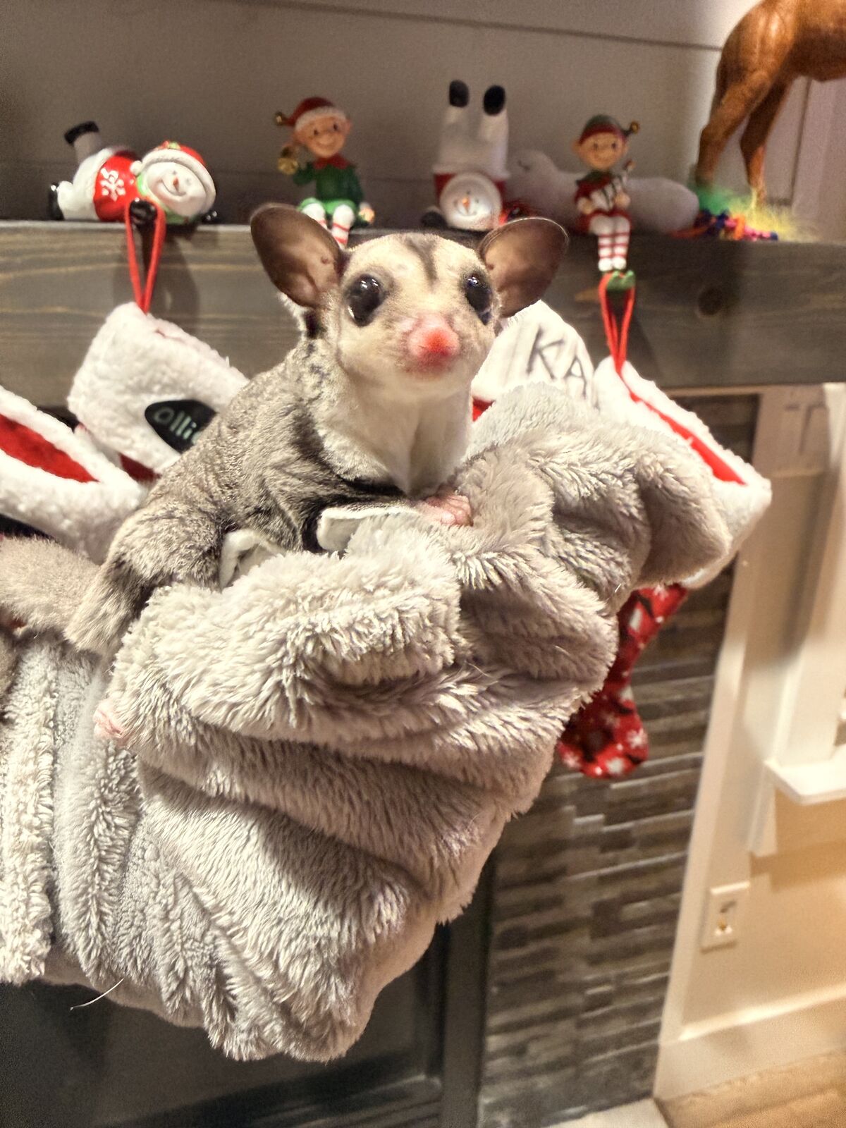 Female Sugar Glider (Joey)  | Bonding Pouch Included