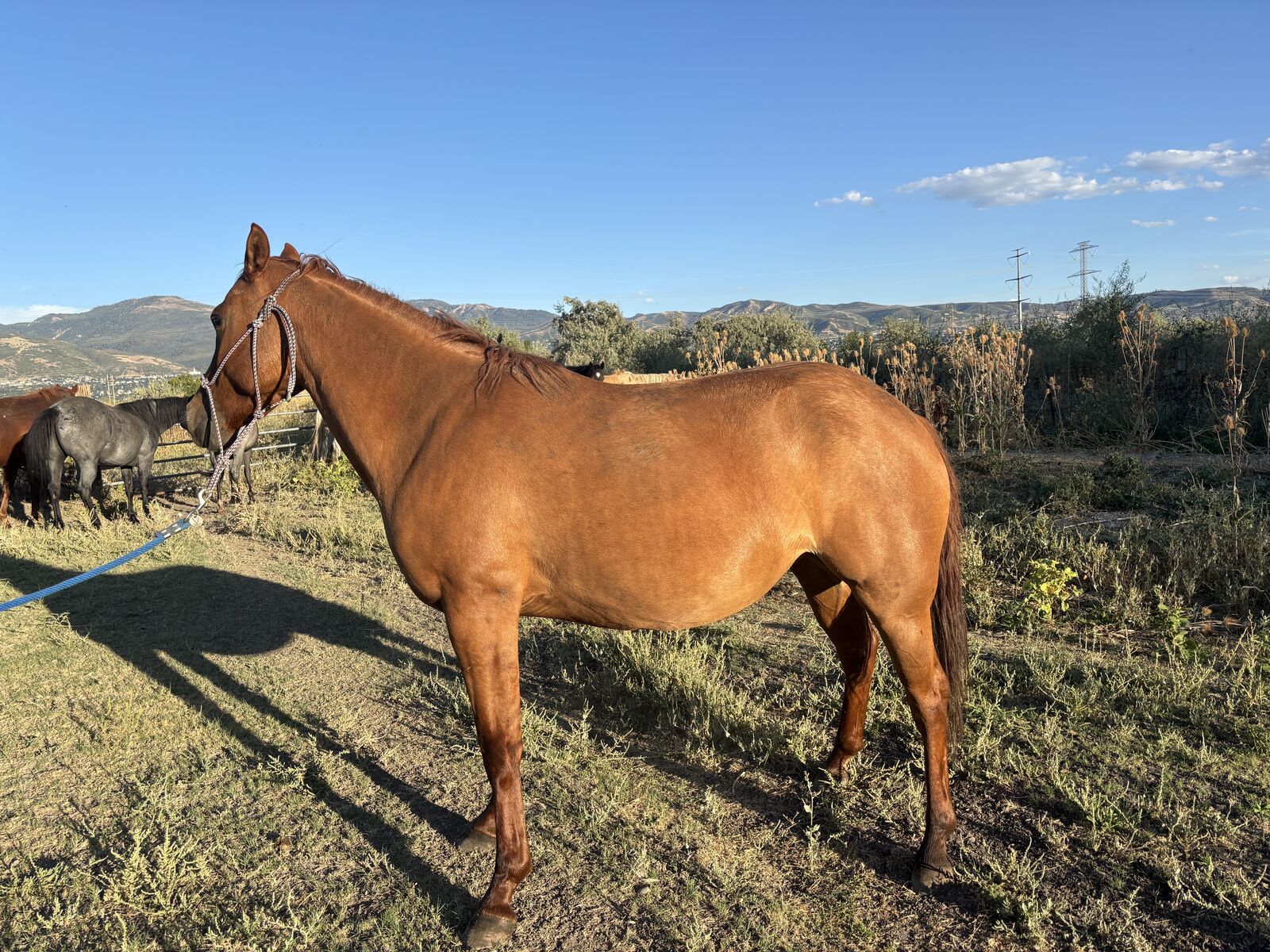 4 Year old Quarter Horse