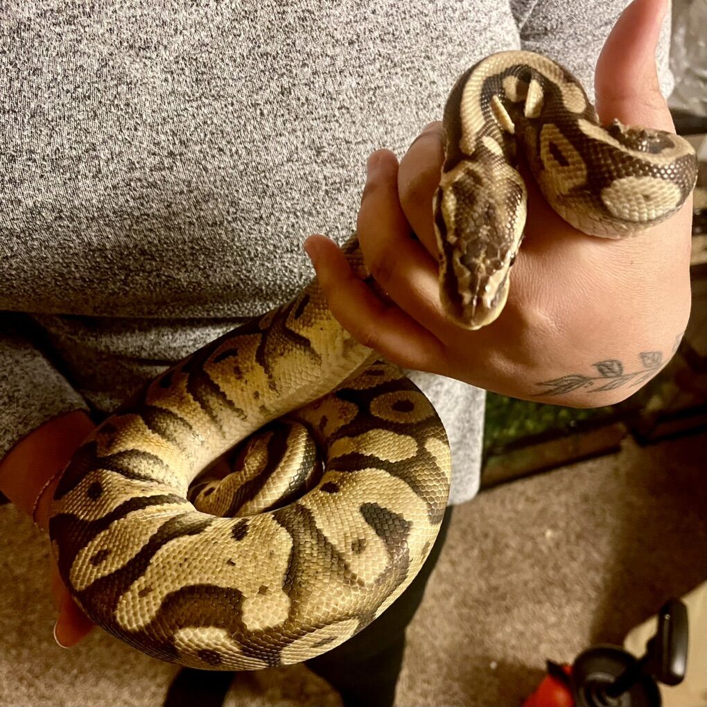 Male Ball Python –Super Pastel Poss Het Piebald