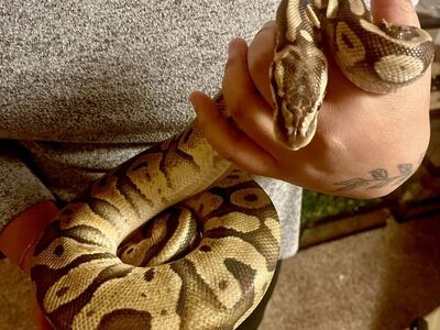 Male Ball Python –Super Pastel Poss Het Piebald