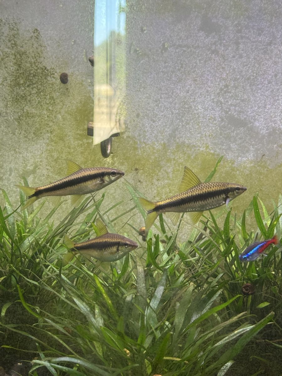 Freshwater Siamese Algae Eaters