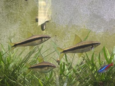 Freshwater Siamese Algae Eaters