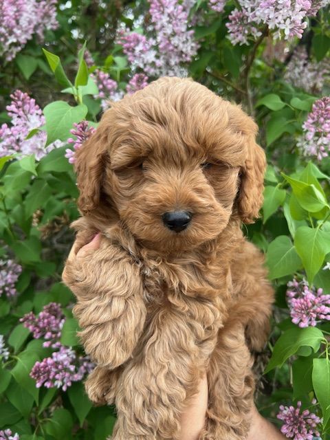 Adorable F1bb Petite Goldendoodle male puppy