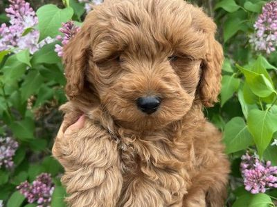 Adorable F1bb Petite Goldendoodle male puppy