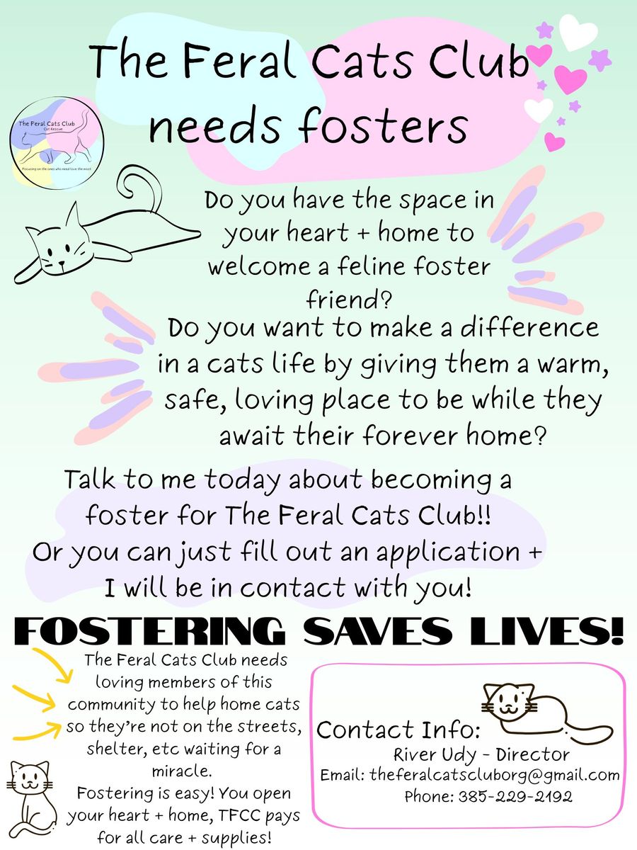 Urgent Plea from The Feral Cats Club for FOSTERS!