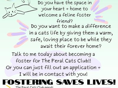 Urgent Plea from The Feral Cats Club for FOSTERS!