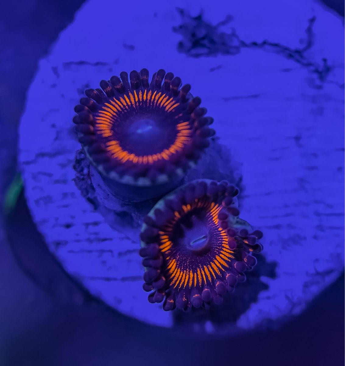 Main image 2