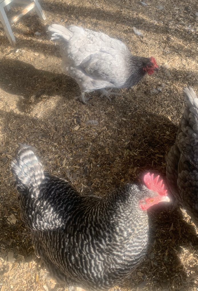 6 Laying Hens