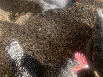 6 Laying Hens