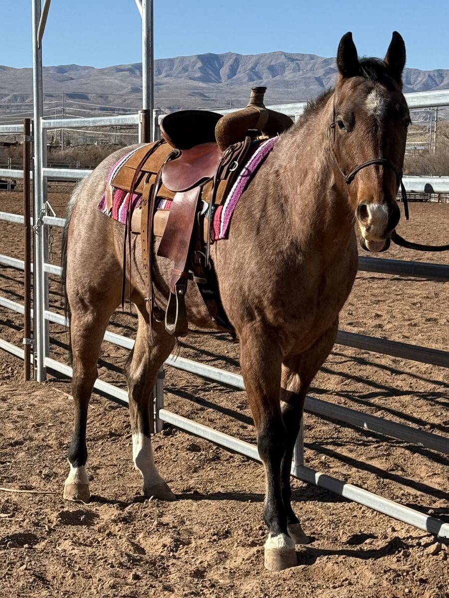 Bay Roan gelding - rope horse prospect.  Son of Check Yer Metal.  3 year old.