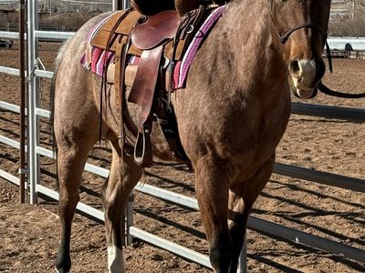 Bay Roan gelding - rope horse prospect. Son of Check Yer Metal. 3 year old.