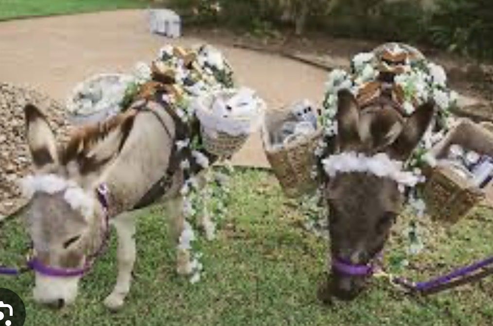 3 Minature John donkeys! Used for Parties.
