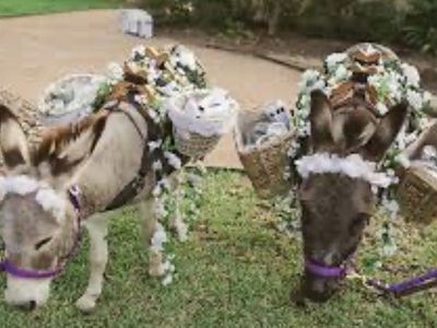 3 Minature John donkeys! Used for Parties.