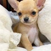 Chihuahua puppies