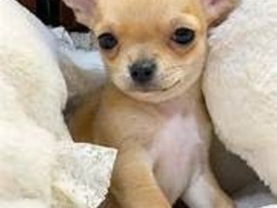 Chihuahua puppies