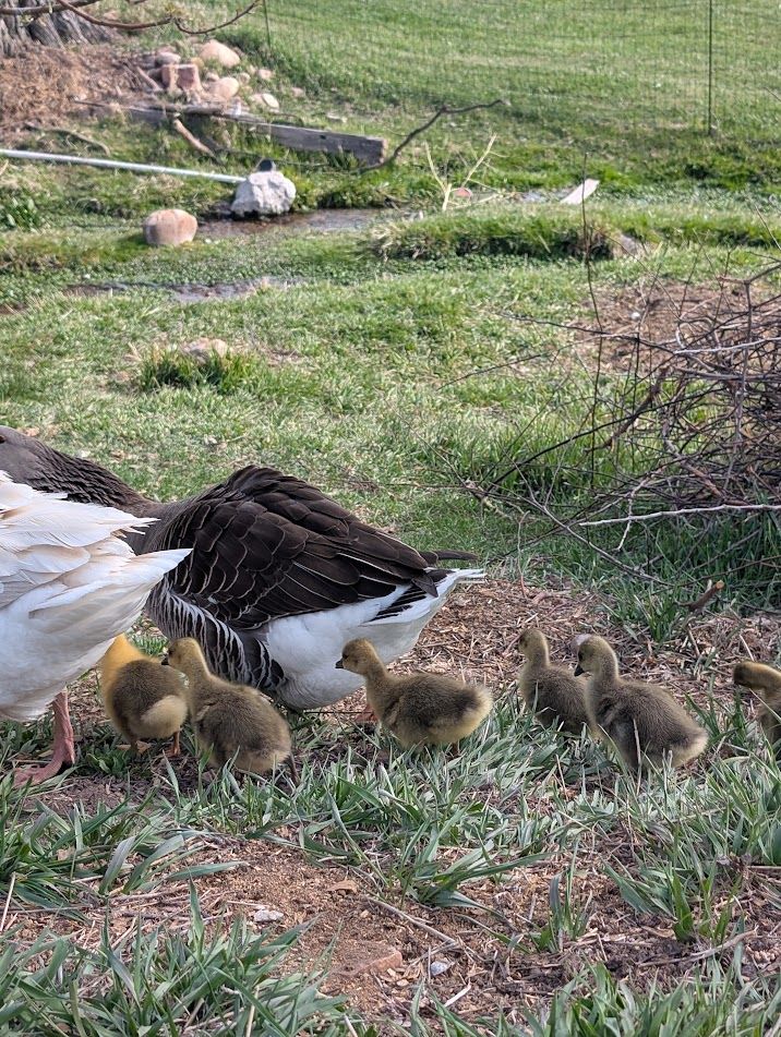Pair of Baby Geese / Goslings