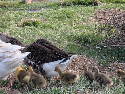 Pair of Baby Geese / Goslings