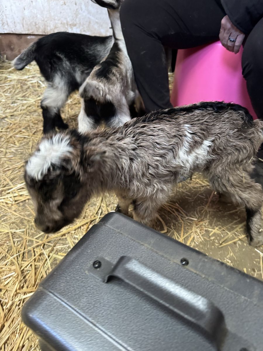 2 Lamancha/Alpine bucks