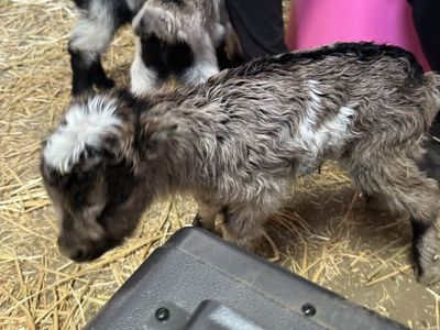 2 Lamancha/Alpine bucks