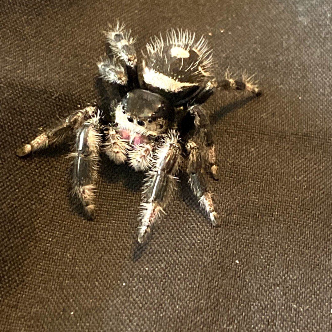 regal female with enclosure