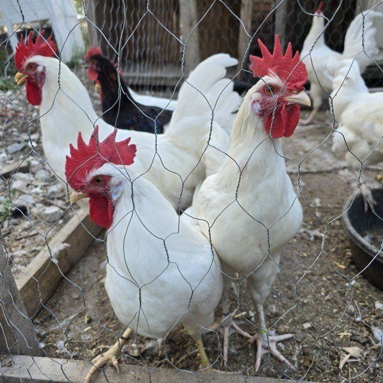Roosters