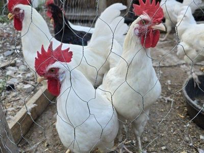 Roosters
