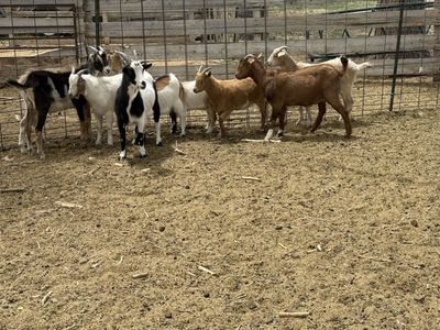 11 goats for sale