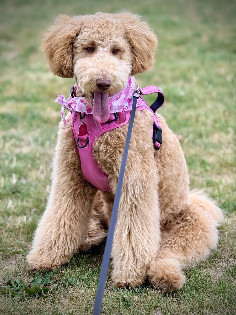 English Cream Goldendoodle — Trained, Family‑Raised, Exceptional Temperament