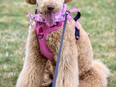 English Cream Goldendoodle — Trained, Family‑Raised, Exceptional Temperament