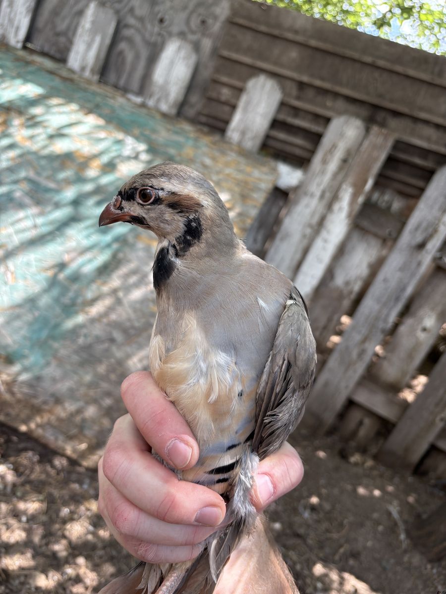 Chukar