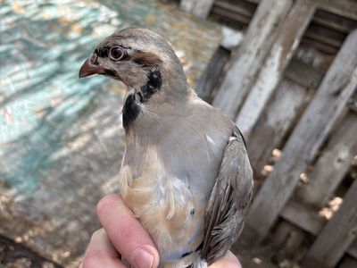 Chukar
