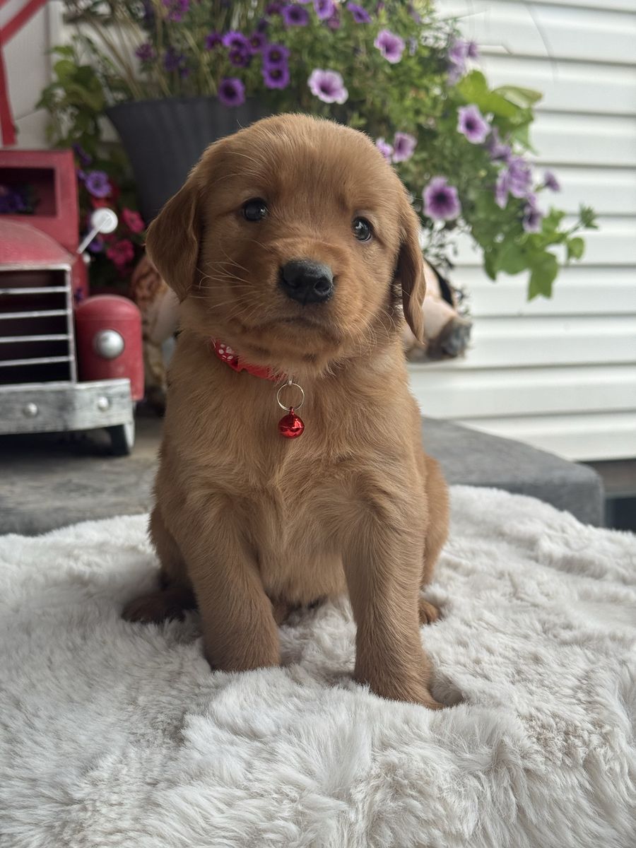 AKC Golden Retriever Puppies