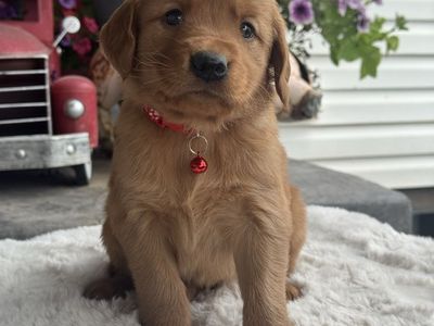 AKC Golden Retriever Puppies