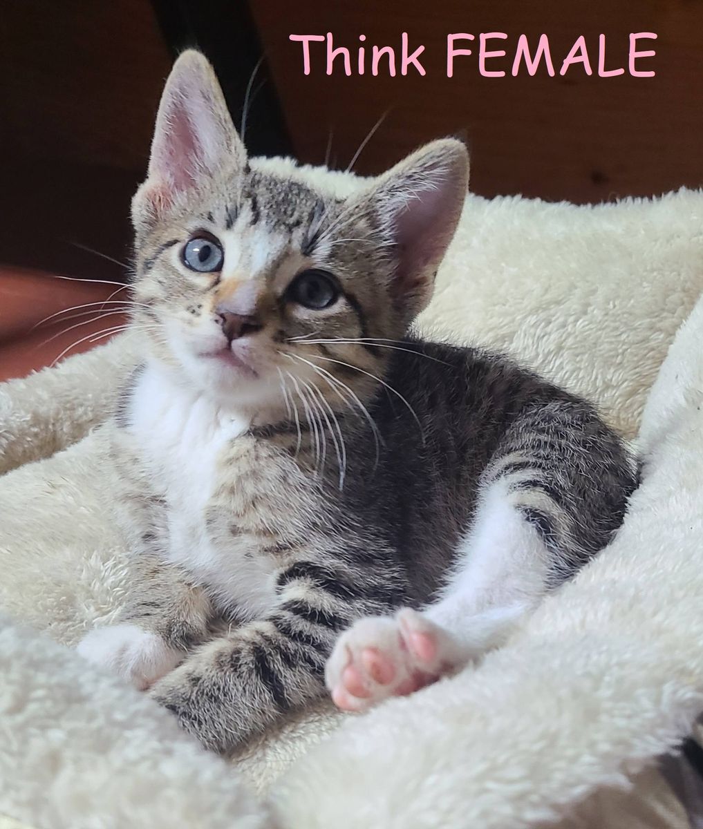 Kittens!  8 Weeks old